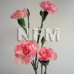 carnation pink