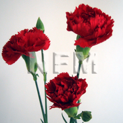 carnation red