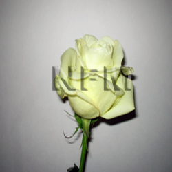 white rose wedding