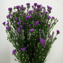 aster purple flower