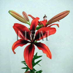 lily flower red