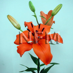 lily asiatic orange