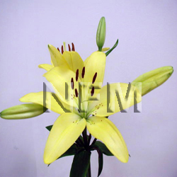 lilies asiatic yellow flowers