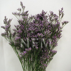 limonium bluestream superselect