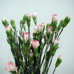 carnation peppermint