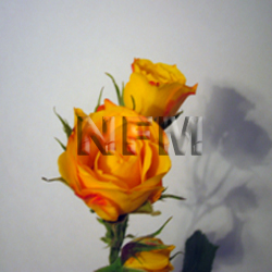 spray roses golden mini