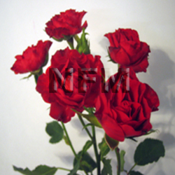 spray roses mikdao red