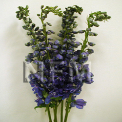 delphiniums light blue hybrid flower