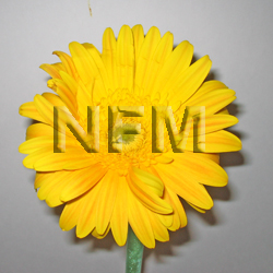 gerbera daisy flowers | yellow