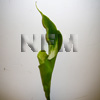 Calla Lilies