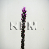 Liatris