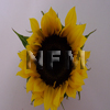 Sunflowers Yellow