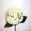 Hydrangea