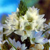 Stars of Bethlehem