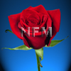red rose black magic