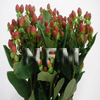 hypericum, hypericum berries excellent flair flowers