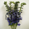 delphiniums light blue hybrid flower