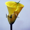 calla lilies yellow wholesale flowers