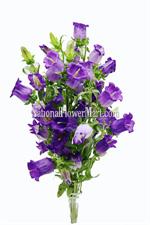 Campanula