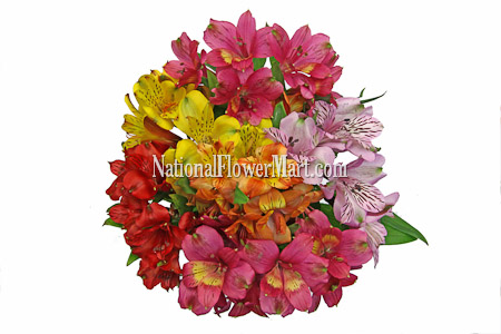 Alstroemeria Assorted