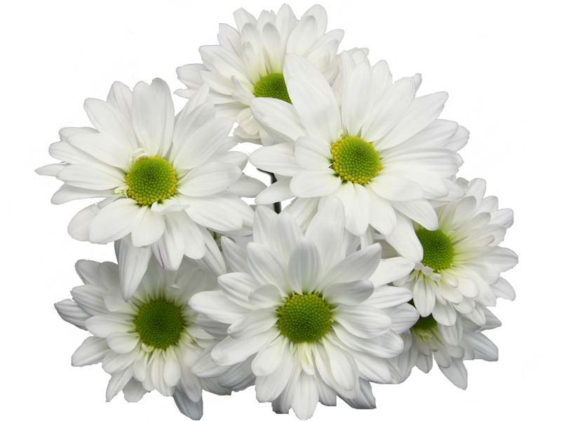 mangfoldighed nål Banquet Chrysanthemum Pom Pom Daisy Atlantis White Flowers