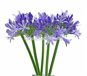 Blue Filler Flowers